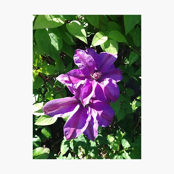 Purple clematis photograph Photographic Print