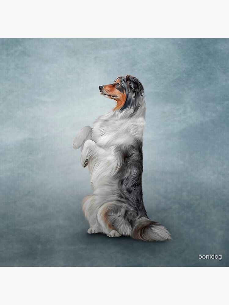 "Drawing Australian Shepherd dog" Canvas Print by bonidog | Redbubble