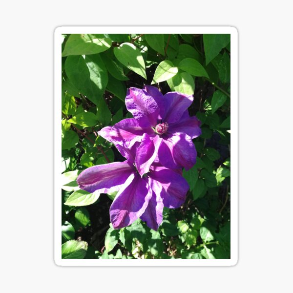 Purple clematis photograph Sticker