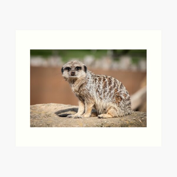 Item preview, Meerkat looking at the camera  designed and sold by paulwhittle.