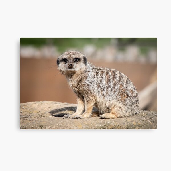 Item preview, Meerkat looking at the camera  designed and sold by paulwhittle.