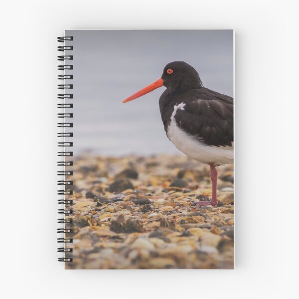 Item preview, Variable Oyster Catcher designed and sold by DVart-nz.