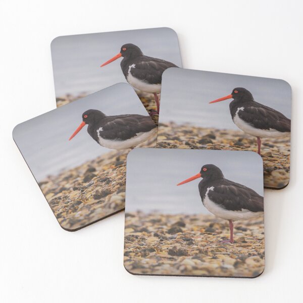 Item preview, Variable Oyster Catcher designed and sold by DVart-nz.