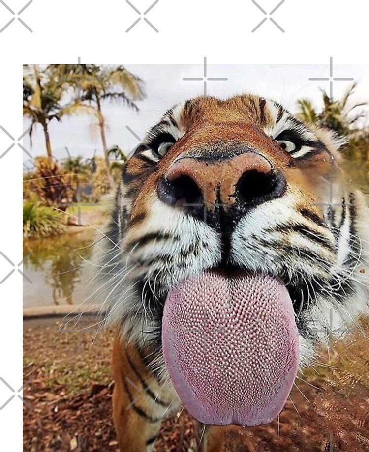 tiger tongue