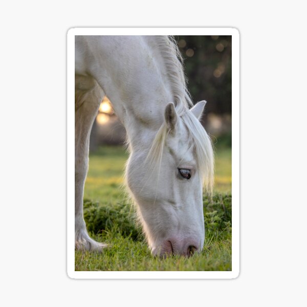 Old blue eyes Sticker