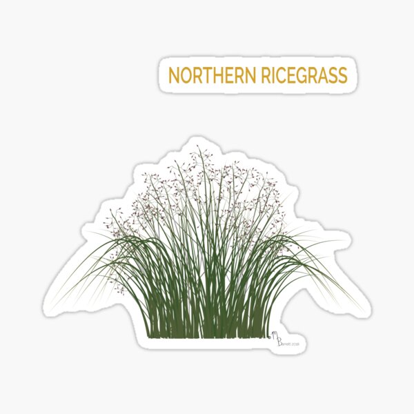 Northern Ricegrass Sticker