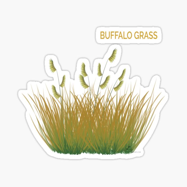 Buffalo Grass Sticker