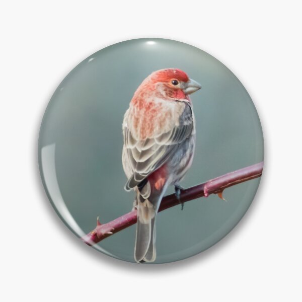 Item preview, House finch designed and sold by Jesse Barnett.