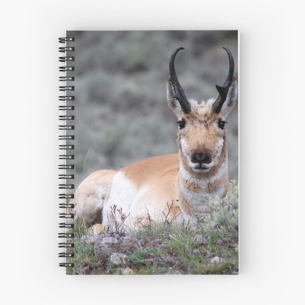 Item preview, Pronghorn designed and sold by Classy And Keratin by Zookeeper Hannah.