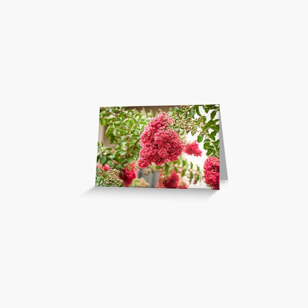 Vista previa del artículo con la obra «Myrtle Crepe Rosa», diseñado y vendido por LizFingland.