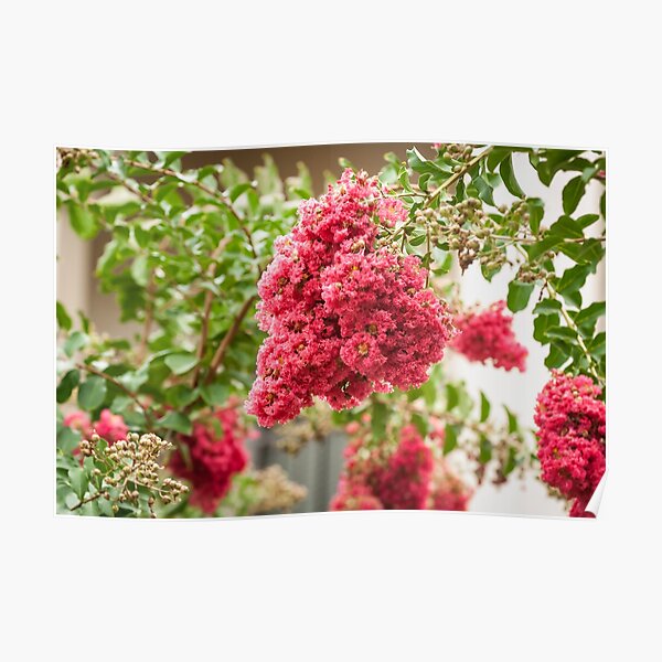 Pink Crepe Myrtle Poster