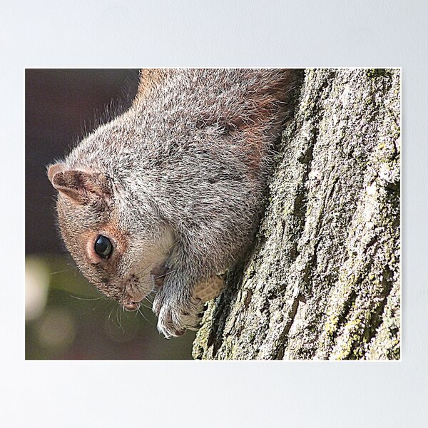 Item preview, Squirrels in the Park. designed and sold by Lilian Marshall.