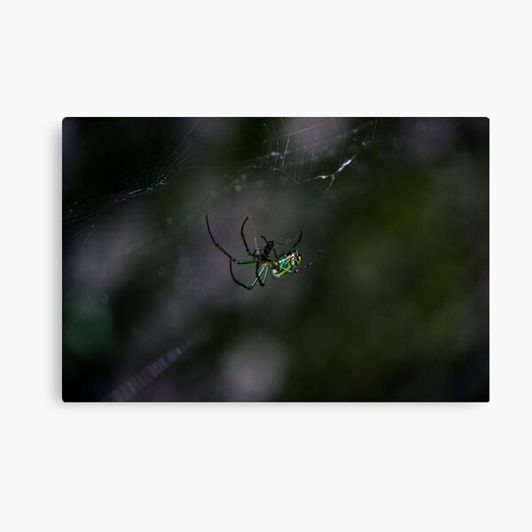 Item preview, Woodland Spider designed and sold by c-zphotos.