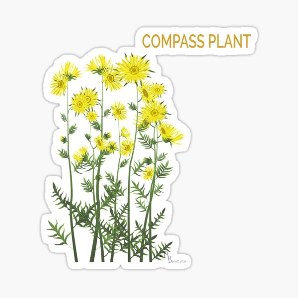 Compass Plant Sticker