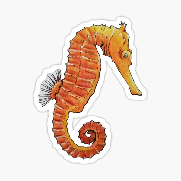 transparent Seahorse Sticker Laptop Electronics & Accessories ...