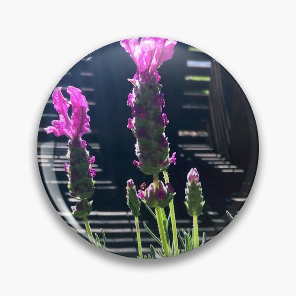 Item preview, Blooming puple levender in our courtyard designed and sold by EarthyPlanty.