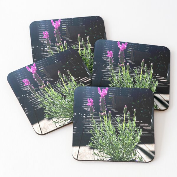 Item preview, Blooming puple levender in our courtyard designed and sold by EarthyPlanty.