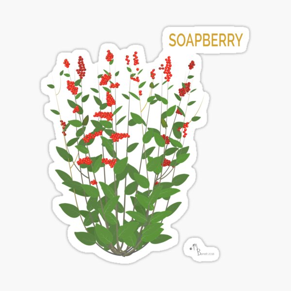 Soapberry Sticker