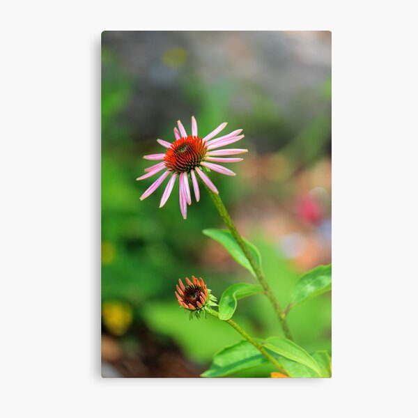 Item preview, Echinacia purpurea designed and sold by John Velocci.
