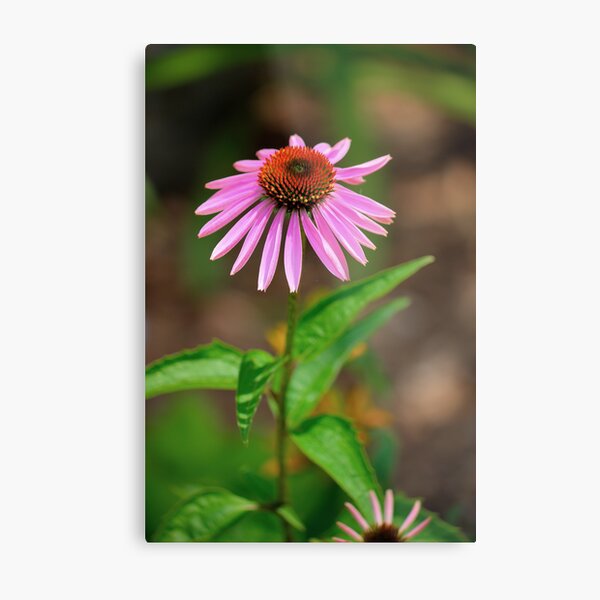 Item preview, Echinacia purpurea 2 designed and sold by John Velocci.