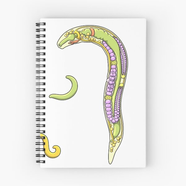 Item preview, C elegans Nematode Anatomy Illustration designed and sold by taylorcustom.
