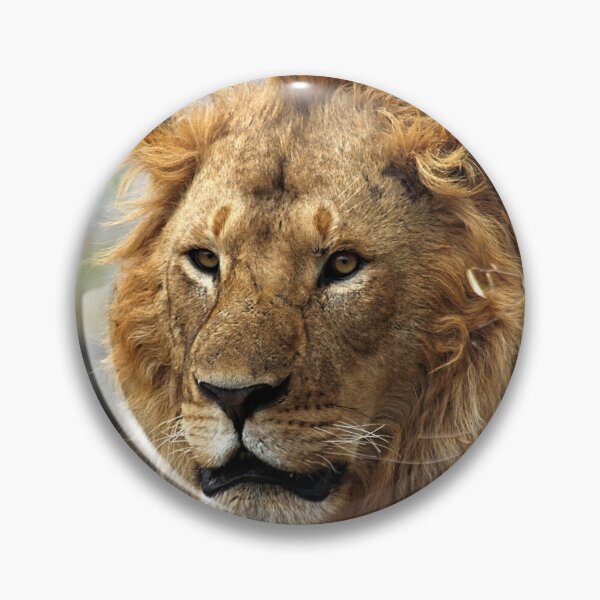 Item preview, Cat: Large Male Lion Looking Intently as He Comes Out of the Bush, Maasai Mara, Kenya  designed and sold by Carole-Anne.
