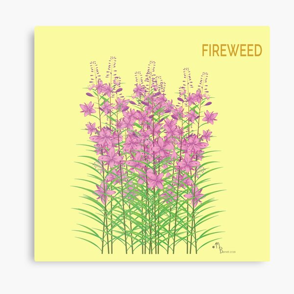 Fireweed Canvas Print