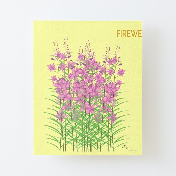 Fireweed Canvas Mounted Print