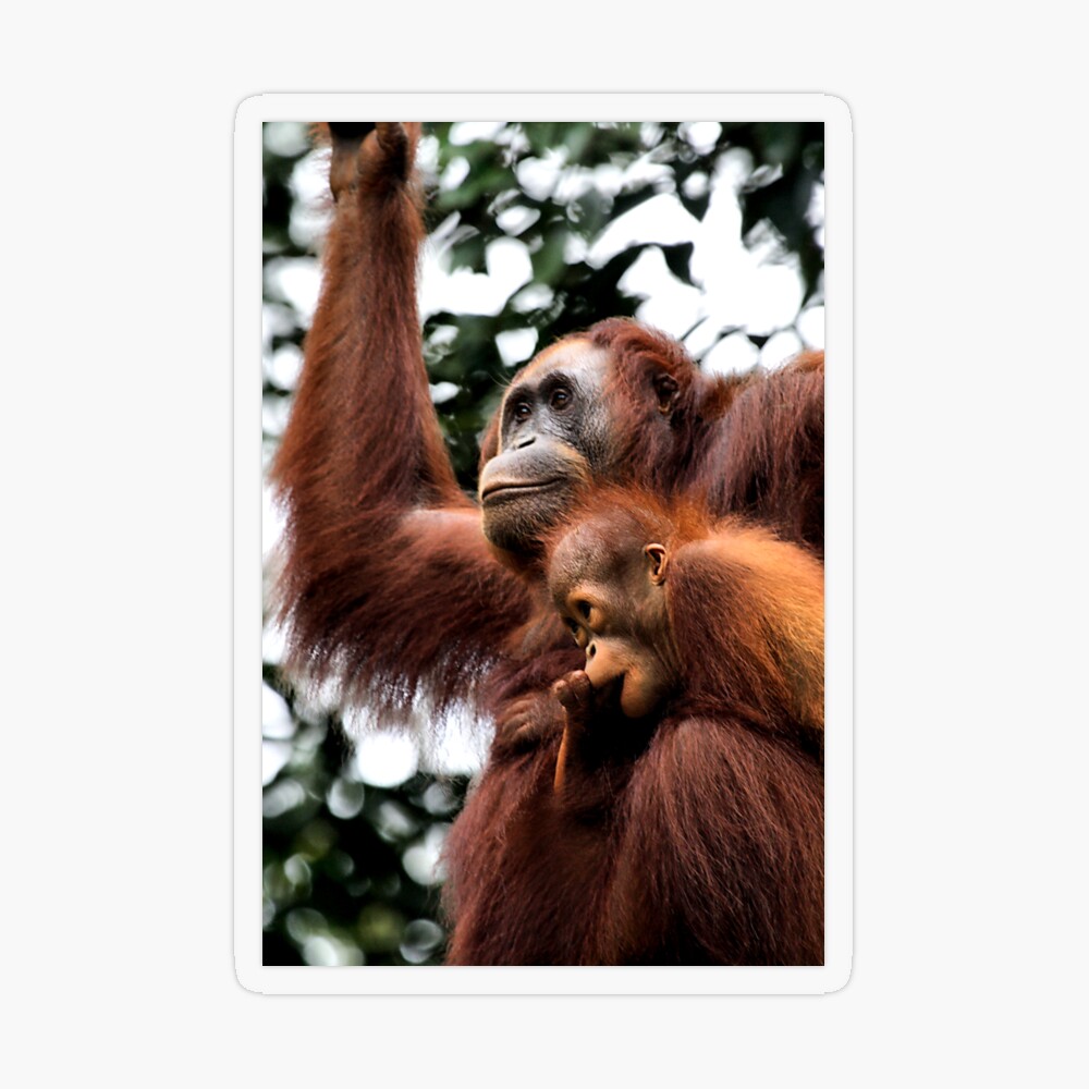 Mother & baby Orangutan, Borneo  iPad Case & Skin for Sale by Carole-Anne