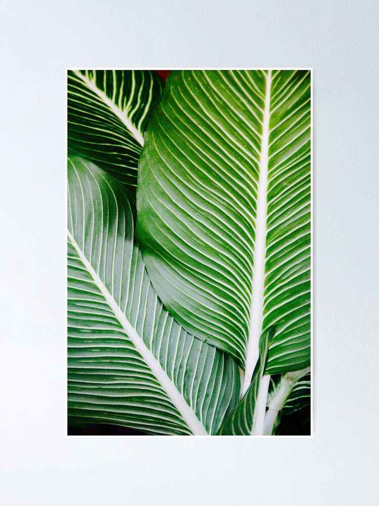 Palm Leaf Wall Art Tropical Leaf Prints Printable Leaf Green Leaf Print Tropical Leaves Art Palm Leaf Print Palm Prints Poster By Alex Artprints Redbubble