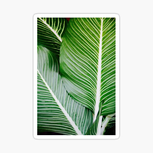 Printable Leaf Palm Stickers Redbubble