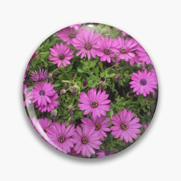 Item preview, Beautiful Purple Cape Daisies In A Flower Bed designed and sold by taiche.