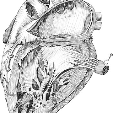Artwork thumbnail, Heart by Maria Drummond