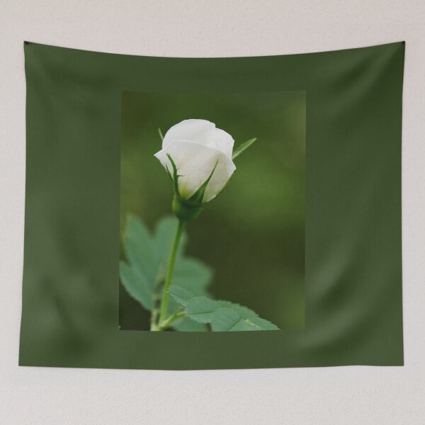 Item preview, The bud.Midsummer rose 7 designed and sold by Jouko Lehto Photography.