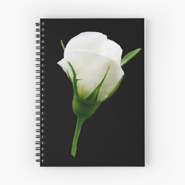 Item preview, The bud trasparent. Midsummer rose 7 designed and sold by Jouko Lehto Photography.
