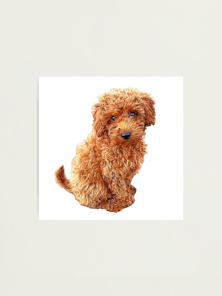 labradoodle toy poodle