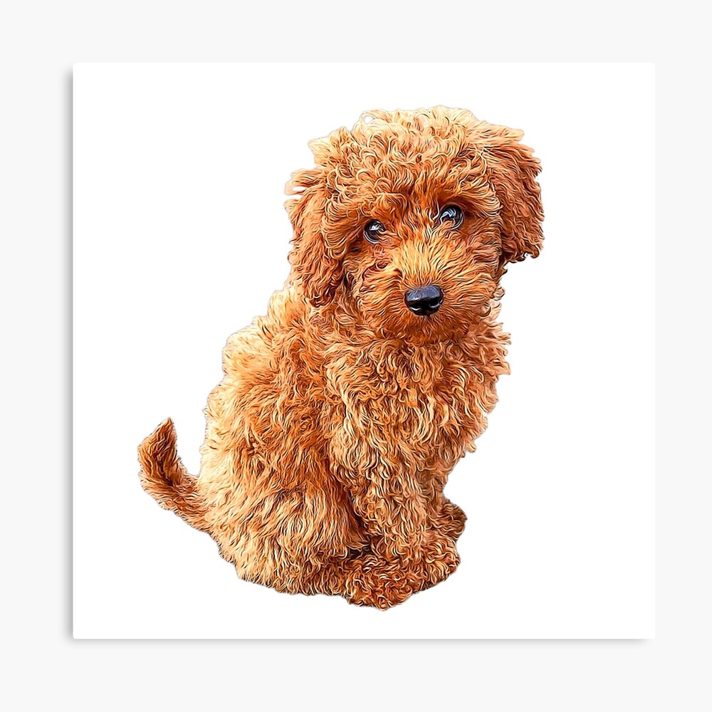 Doodle Poodle комикс. Doodle Poodle на русском.