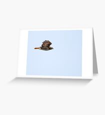 Red-tailed Hawk in Flight 1 Greeting Card