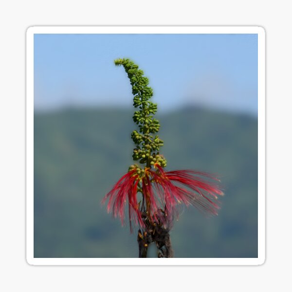 Flower Flores Sticker