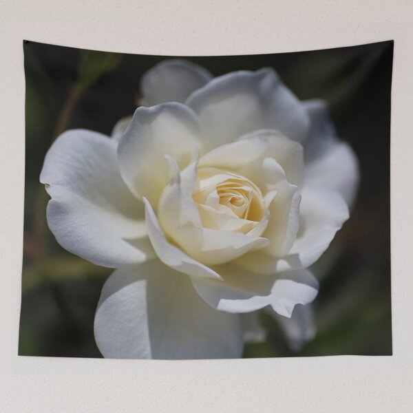 Item preview, White Soft Rose Flower designed and sold by Joy Watson - Natural Light Photography .