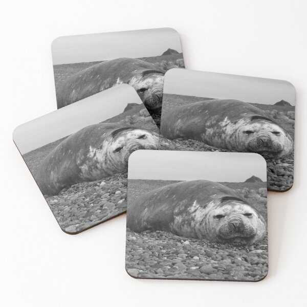 Artikelvorschau, Seelöwe entworfen und verkauft von nahuaphoto.