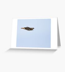 Red-tailed Hawk in Flight 3 Greeting Card