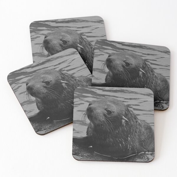 Artikelvorschau, Seelöwe entworfen und verkauft von nahuaphoto.