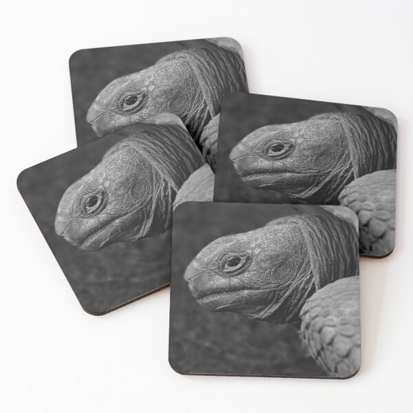 Artikelvorschau, Schildkröte entworfen und verkauft von nahuaphoto.