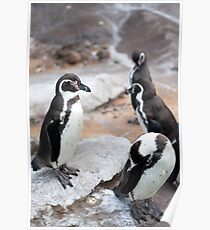 Penguins Poster