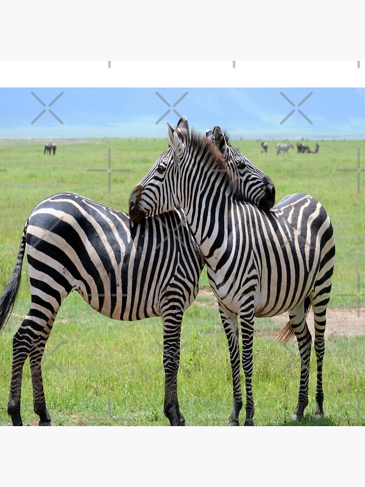 Minuteearth | Serengeti Zebra Enamel Pin