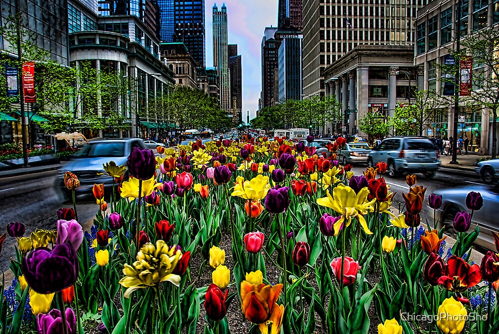 “Michigan Ave Tulips, Chicago” by ChicagoPhotoSho | Redbubble