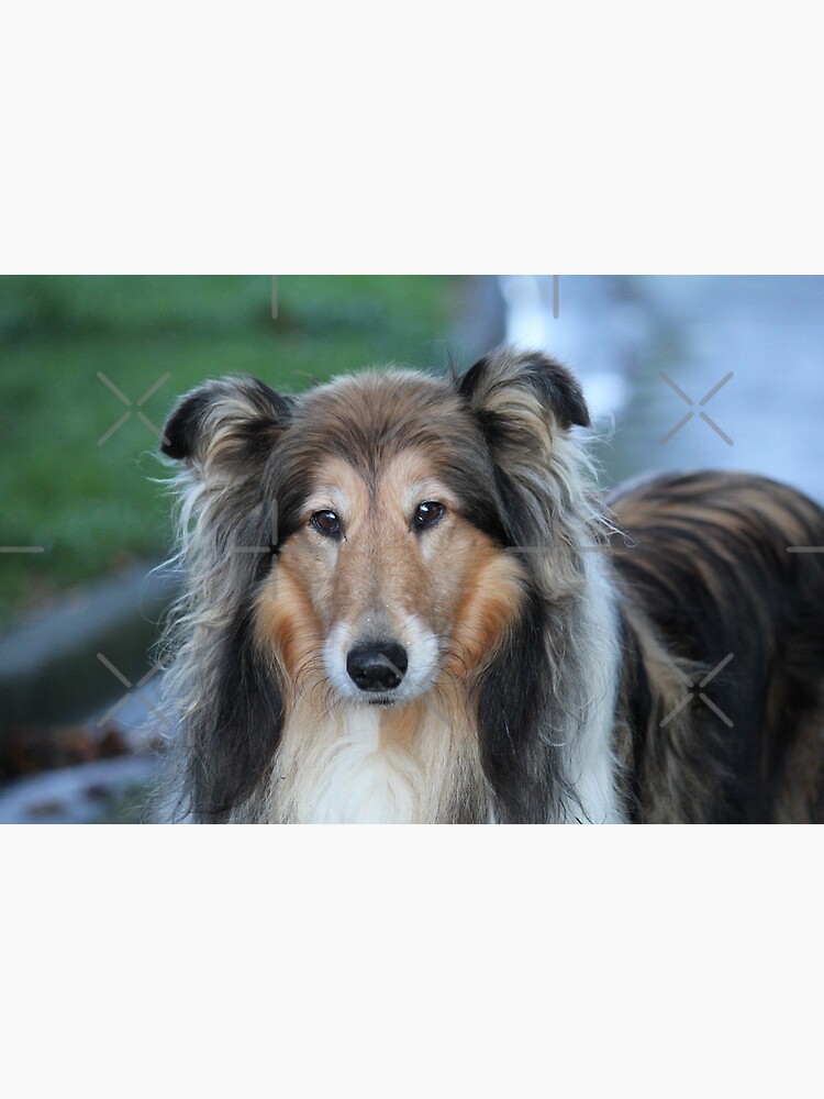 Shaded sable rough store collie