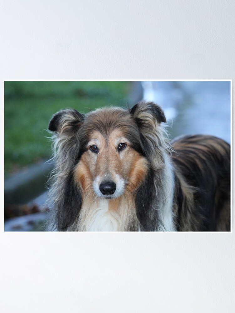 Cute Rough Collie - Diamond Paintings 