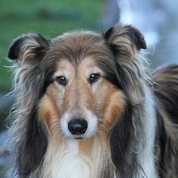 Shaded sable hot sale rough collie